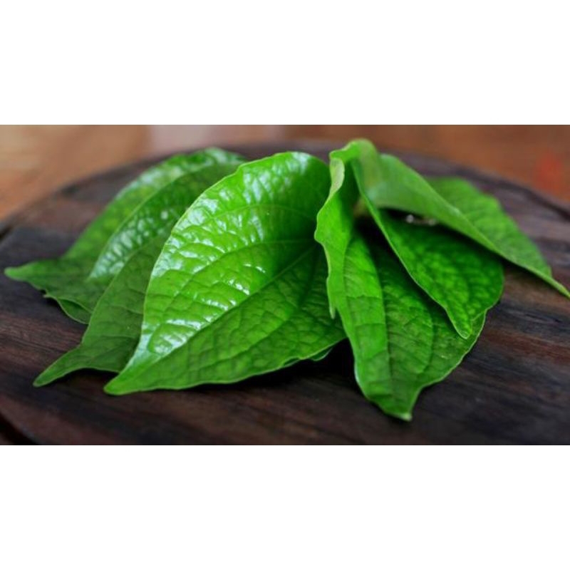 

daun sirih herbal asli baik untuk di olah