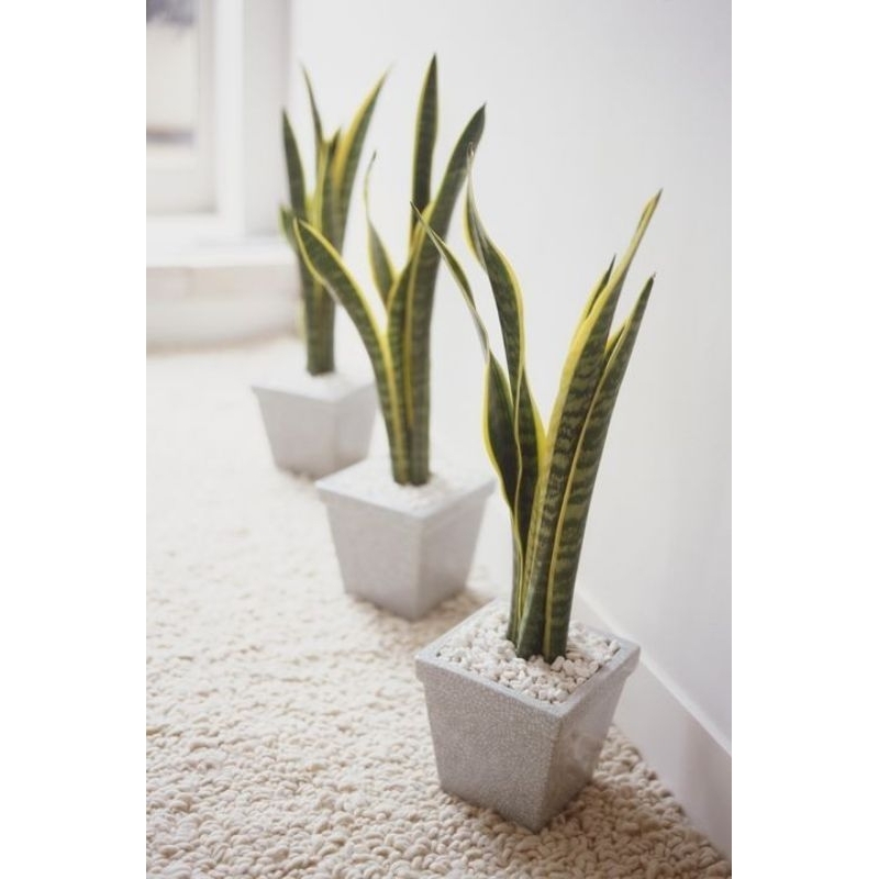 tanaman hias indoor sansivera - tanaman hias indoor