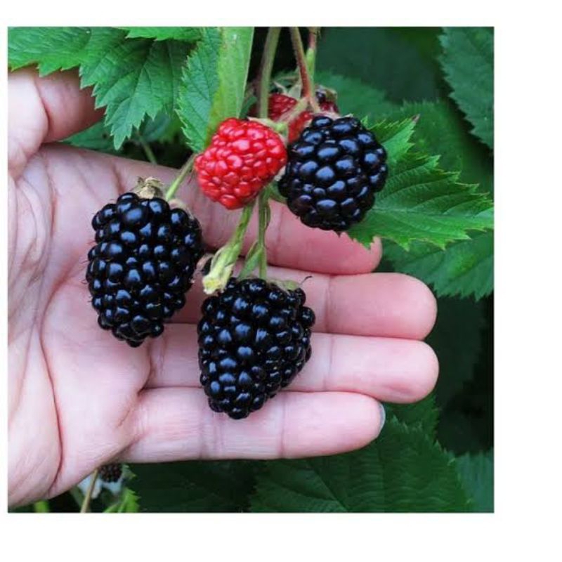 

Bibit Blackberry