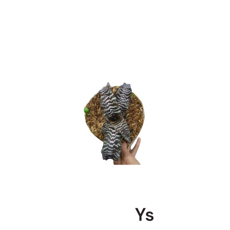 

Kriftantus Zebra
