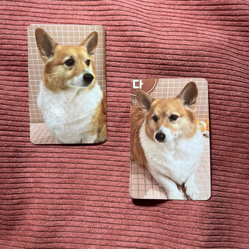 pc corgi baekhyun exo  official