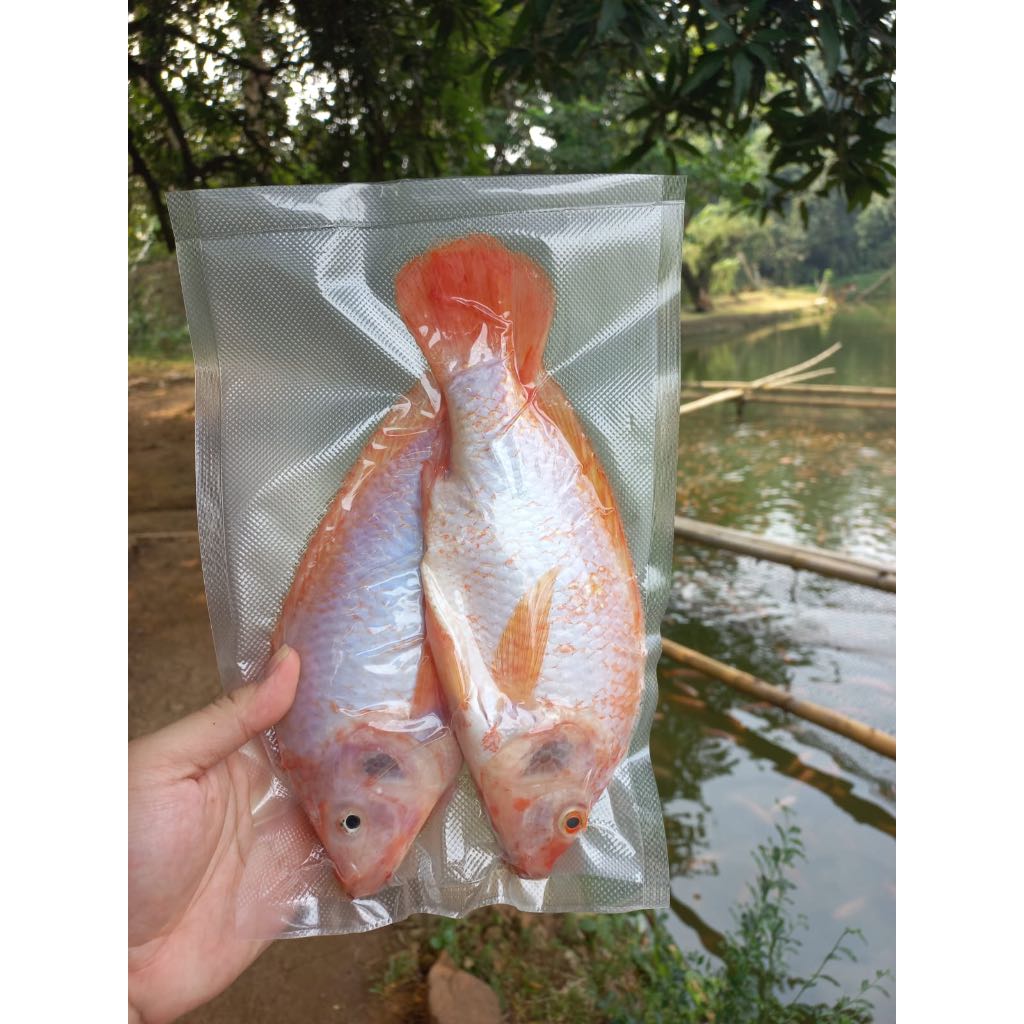 

Ikan Nila/Tilapia Fresh, 2 ekor/pack (±500 gr), bersih