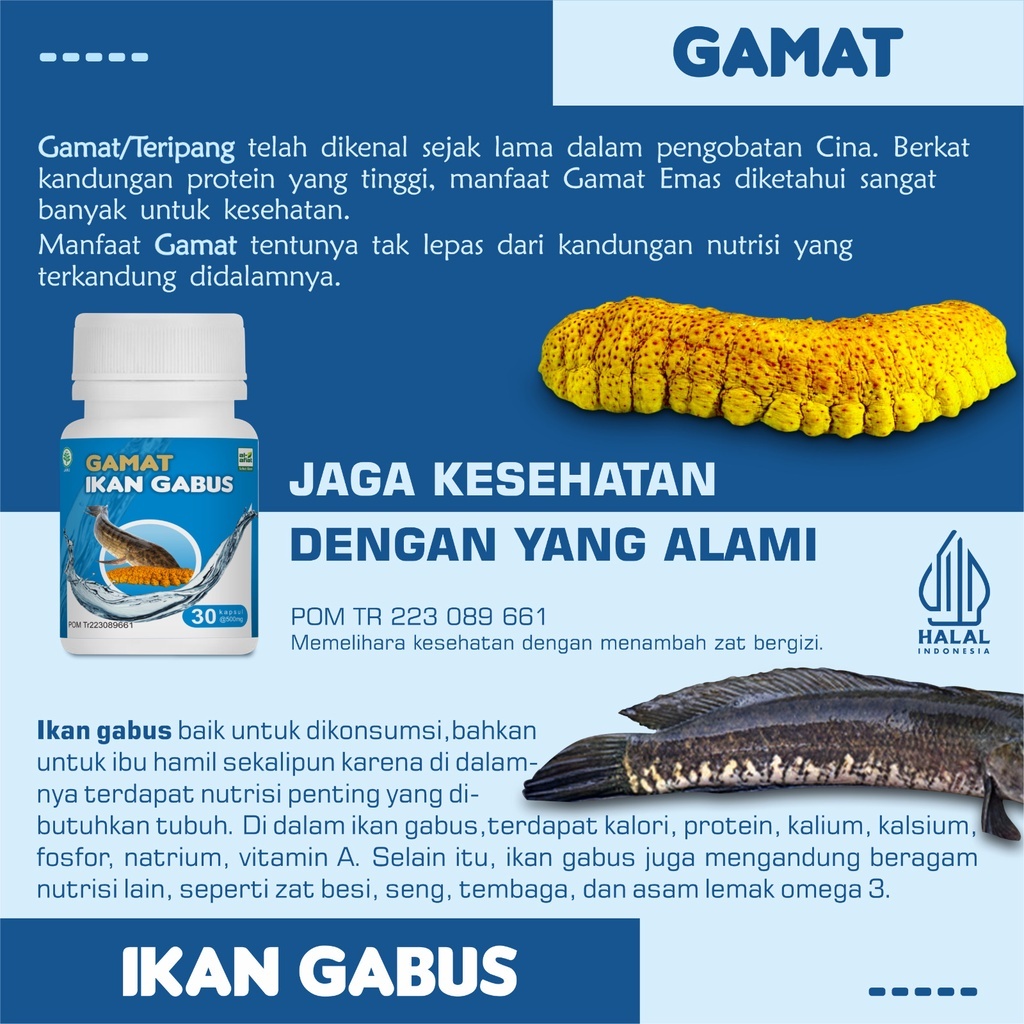 GAMAT IKAN GABUS Al Afiat - Kapsul Ekstrak Gamat Teripang dan Ekstrak Ikan Gabus Albumin