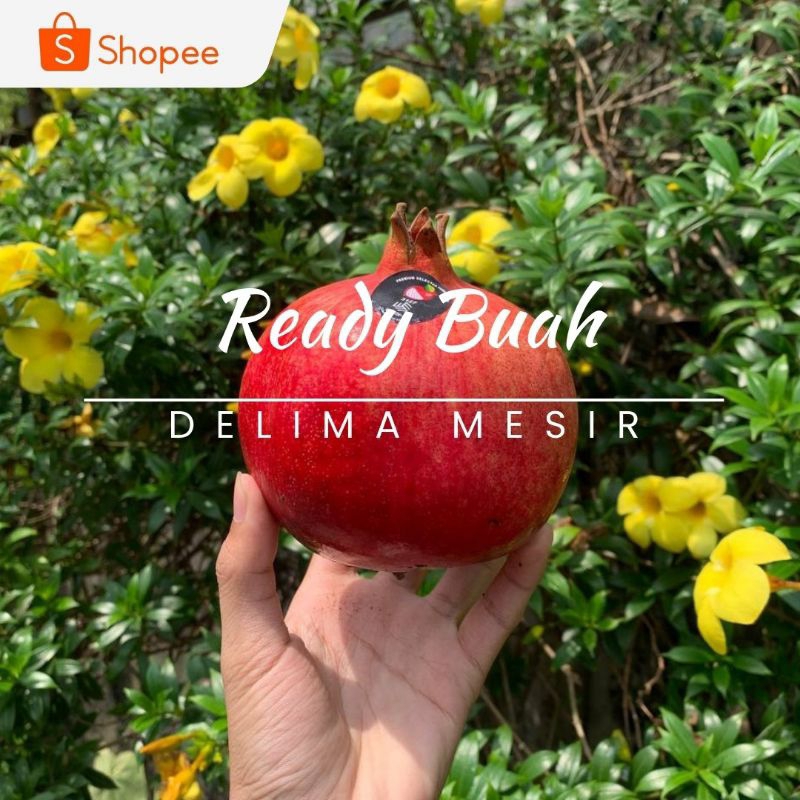 

DELIMA MESIR / BUAH