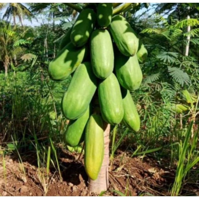 COD 10 Benih Pepaya California Madu