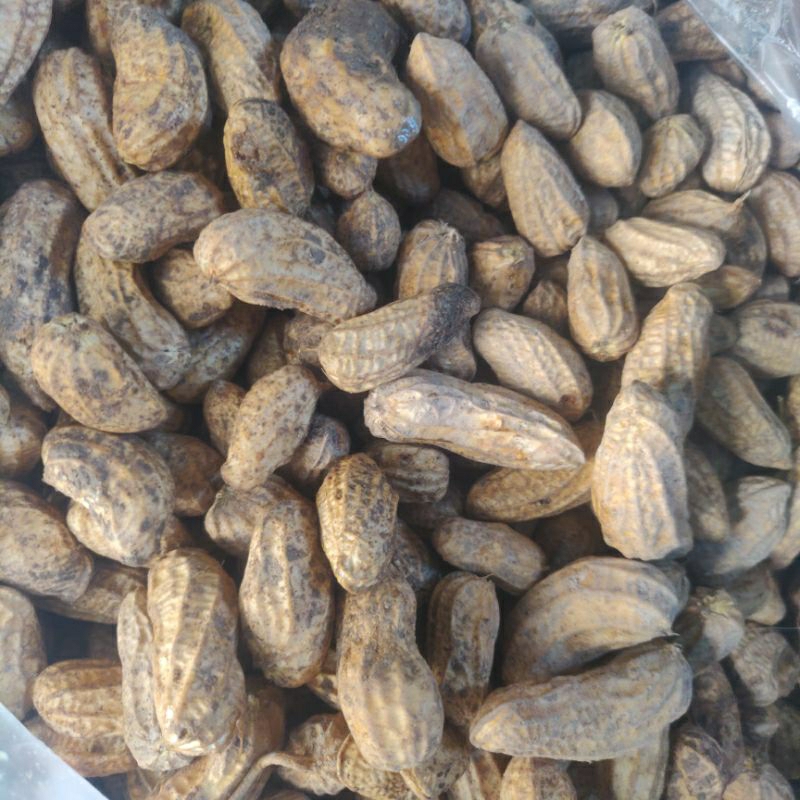 

kacang tanah mentah harga grosir 1 kg
