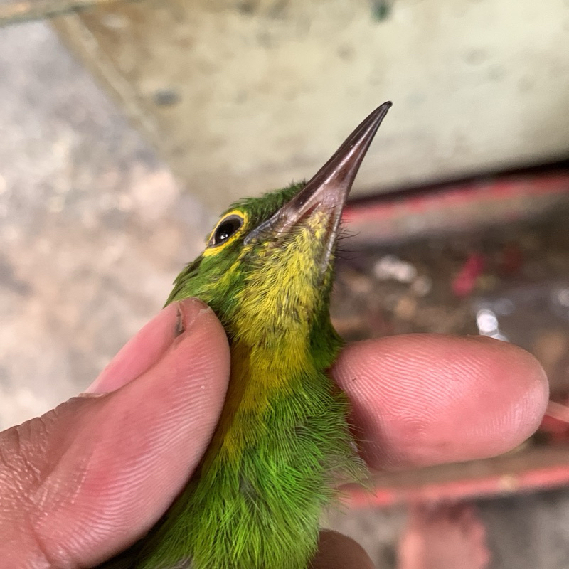 PH ORI ALAS PURWO JAMINAN JANTAN