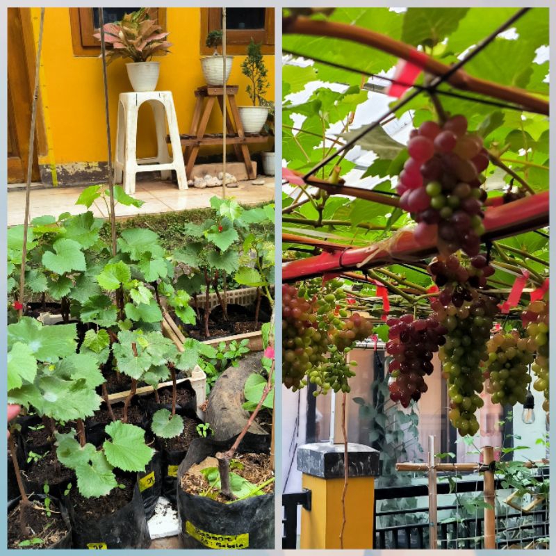 Bibit anggur import manis jupiter ownroot stek batang valid dari kebun sendiri