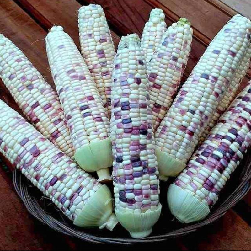 

Promo Jagung Ketan Batik 1 KG | Jagung Berkhasiat