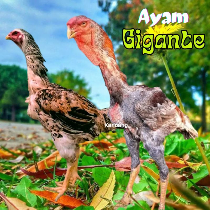 

telur ayam gigante f1 petarung bisa untuk di tetaskan