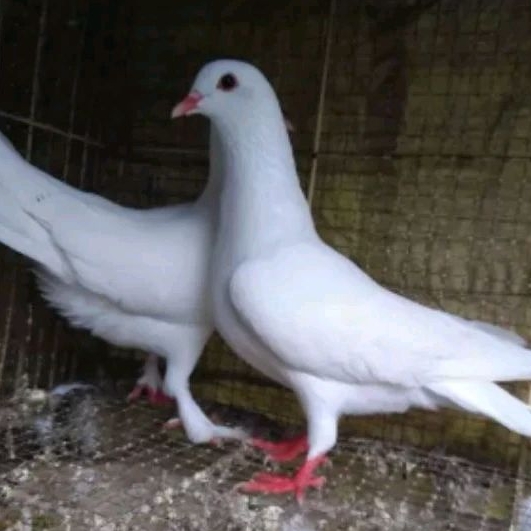 BURUNG MERPATI PUTIH SEPASANG