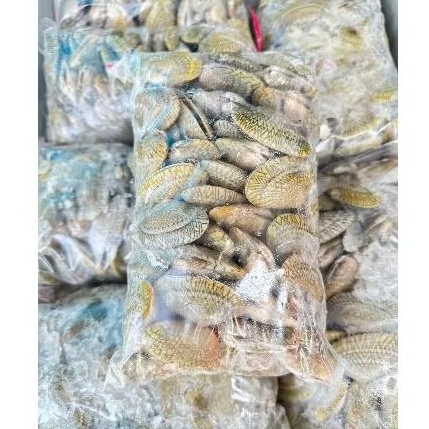 

kerang batik super premium cantik 1kg