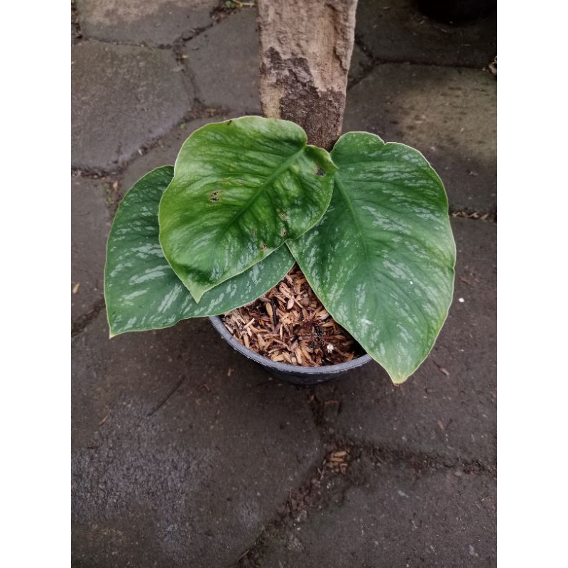 Monstera dubia
