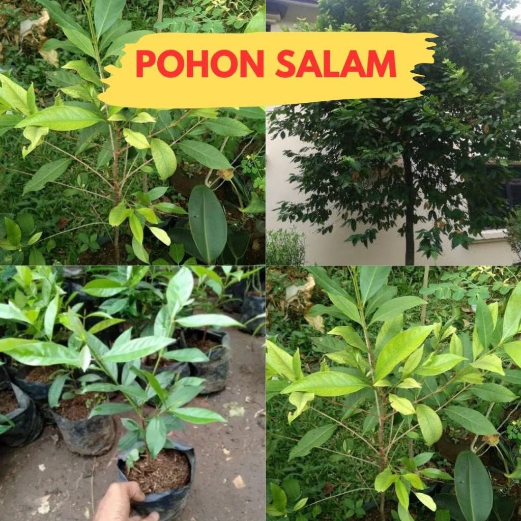 Bibit Daun Salam Koja, Bibit Daun Salam hidup