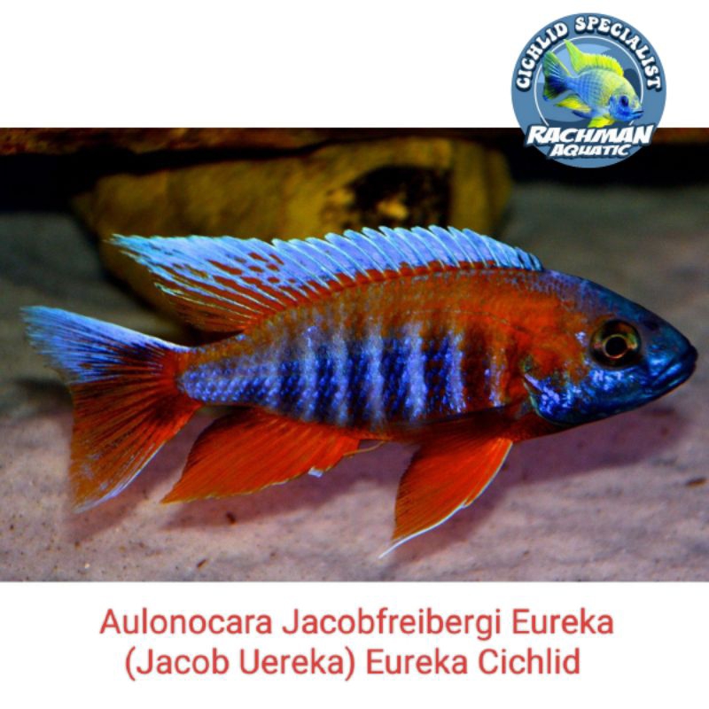 Aulonocara Jacobfreibergi Eureka (Jacob Uereka) Eureka Cichlid