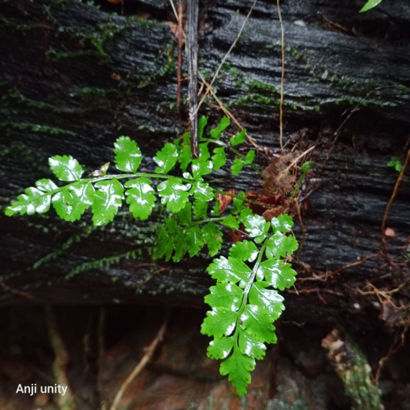 pakis hias khusus paludarium