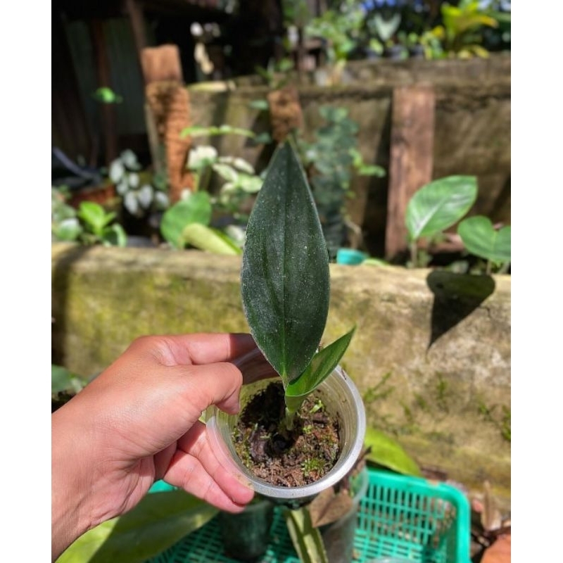 scindapsus trubie super black sp borneo