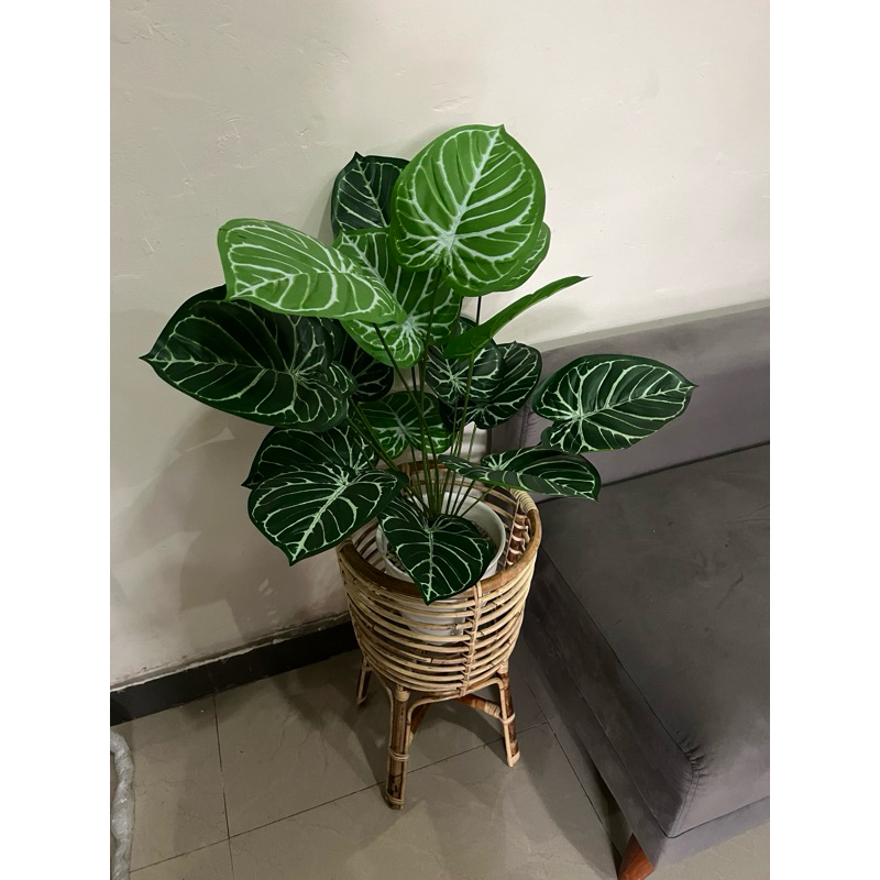 kuping Gajah + pot rotan