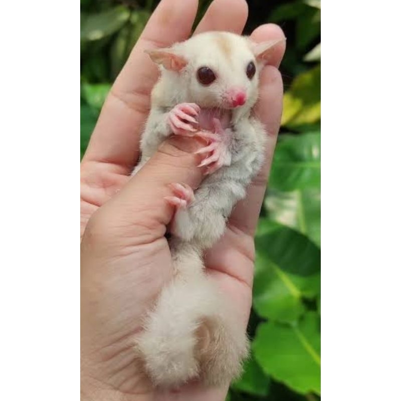 Sugar Glider Creamino Joey