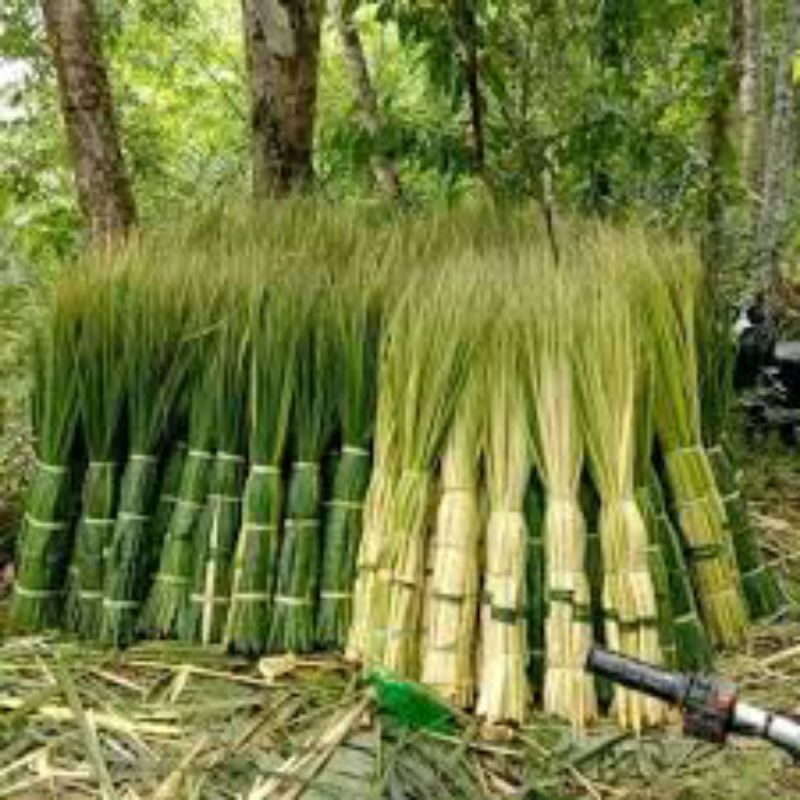

JANUR KELAPA 50 lembar