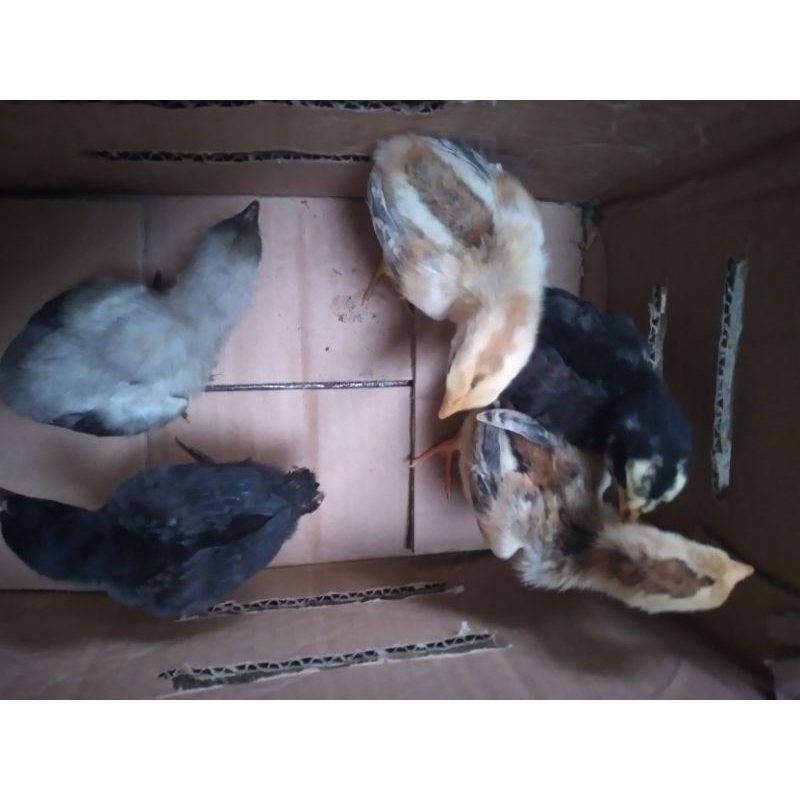 DOC AYAM KAMPUNG/ANAK AYAM KAMPUNG/DOC AYAM KAMPUNG UNGGULAN KUB/ANAK AYAM KAMPUNG UNGGULAN KUB/GARA