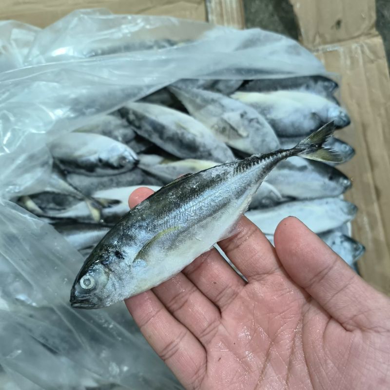 

Ikan Tengkek Kecil 10kg