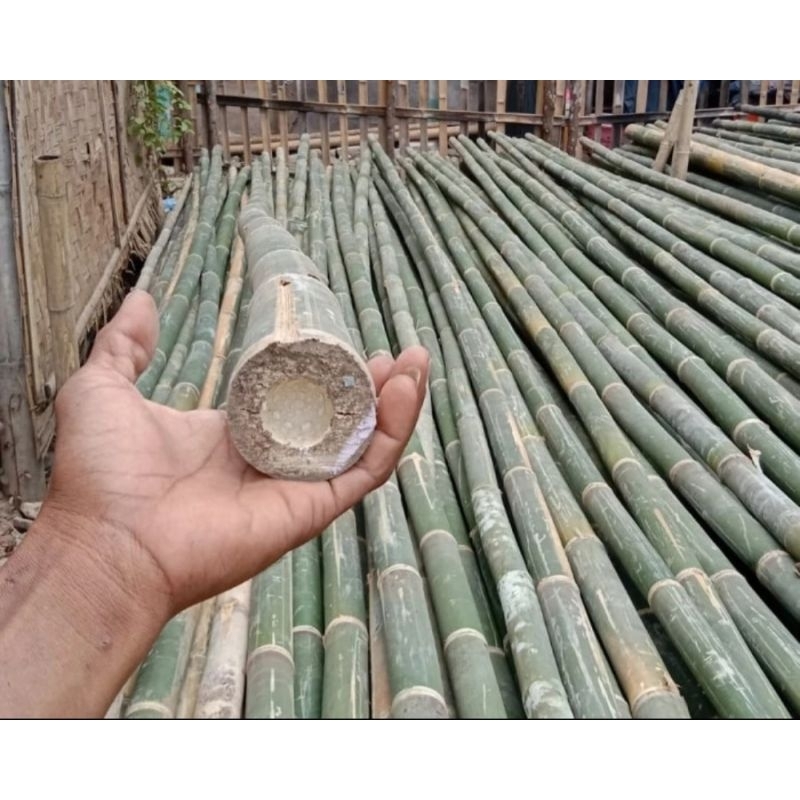 Bambu steger uk.5-7cm panjang 6 meter