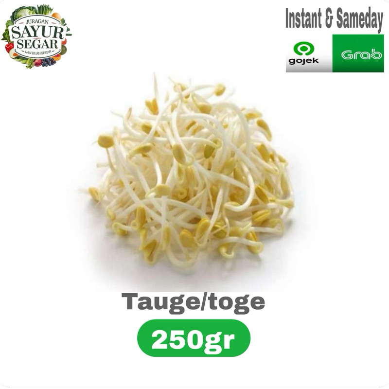 

Sayuran TAUGE/TOGE murah 250gr