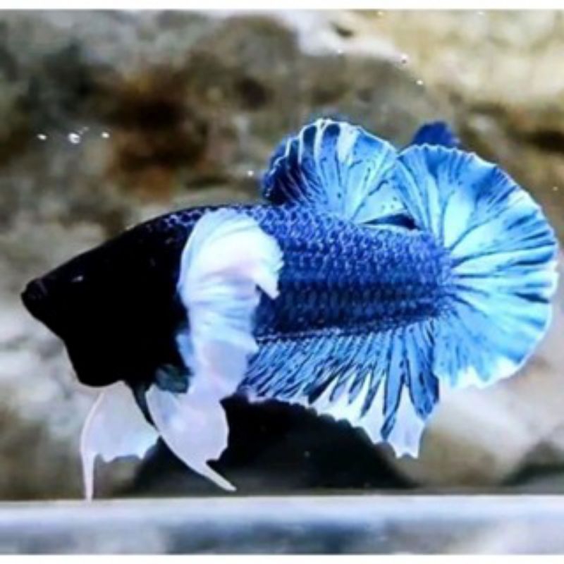 hiasan cupang plakat big ear isi 20 bergaransi