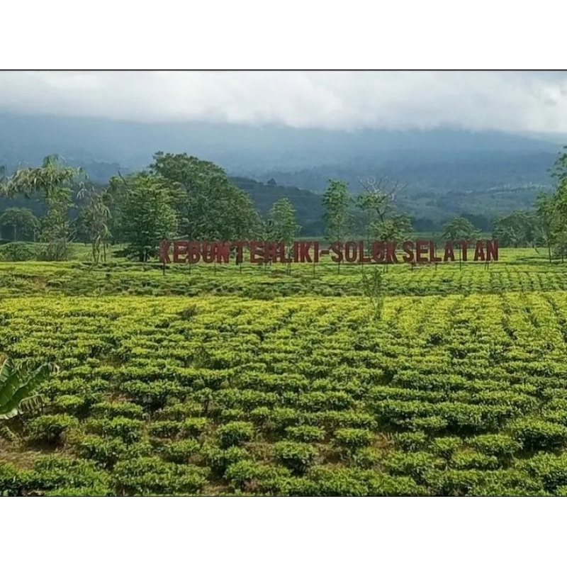 

Benalu teh solok siap seduh tanpa perlu dicuci