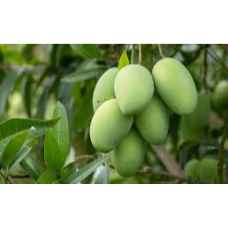 

mangga kondisi sudah pernah berbunga