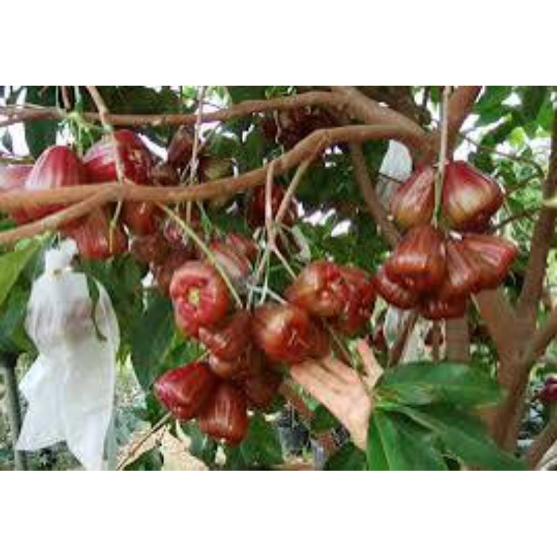 

bibit jambu air okulasi