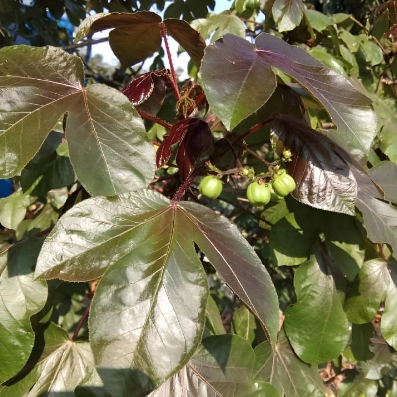 

pucuk daun jarak merah (jatropha gossypiifolia)