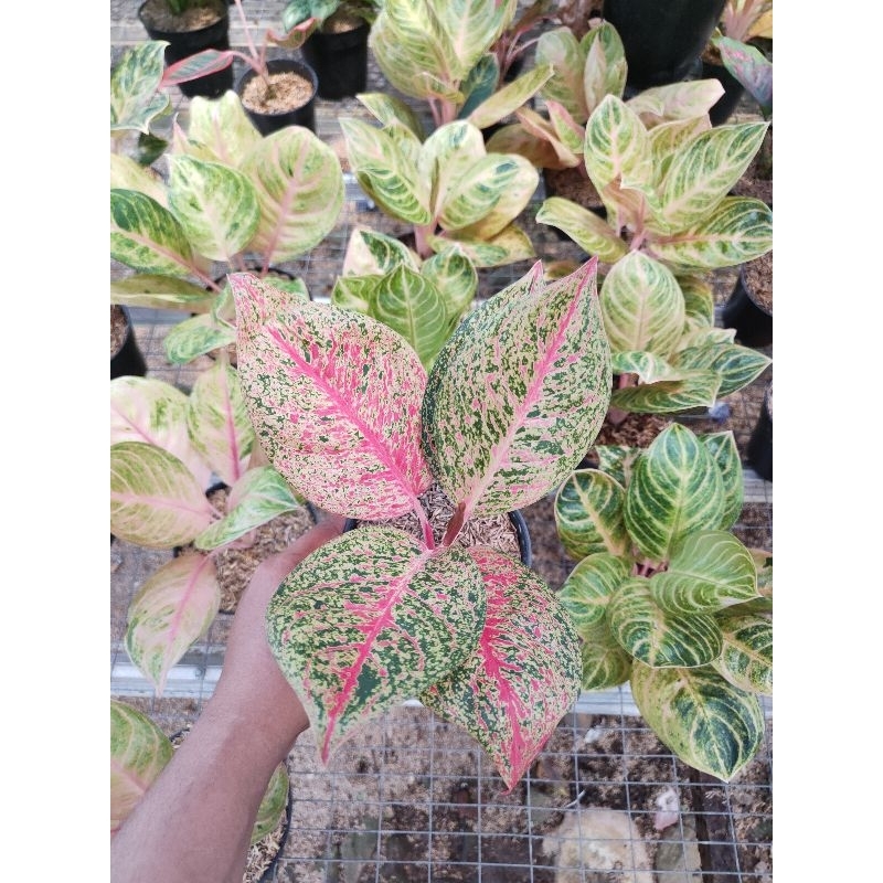 aglaonema tiara