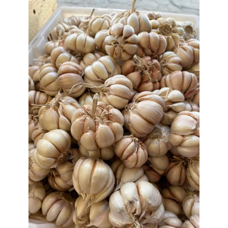 

SUPER BAWANG PUTIH KERING 1 KG