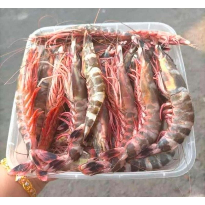 

udang windu 1kg|seafood udang windu 1kg|udang 1kg murah|seafood bandung