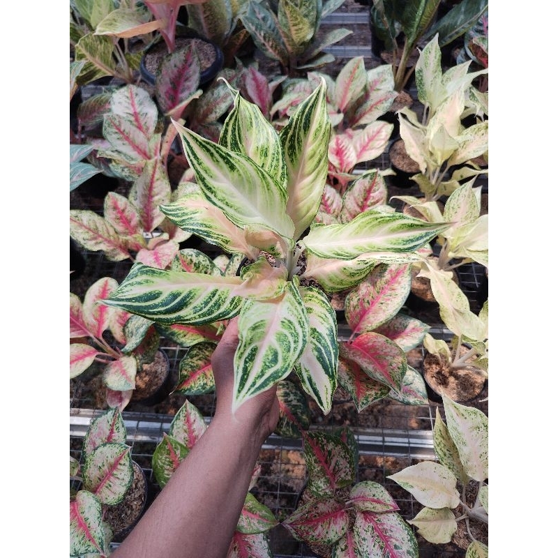 aglaonema pink sanset