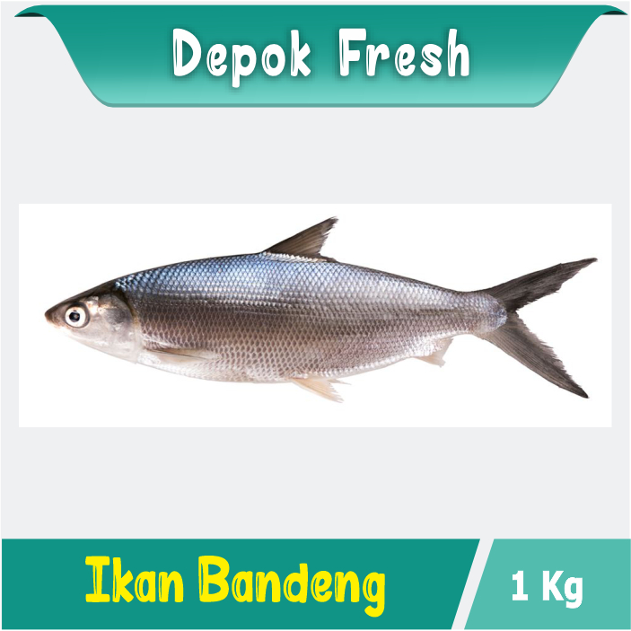

IKAN BANDENG SEGAR BERKUALITAS 1 KG