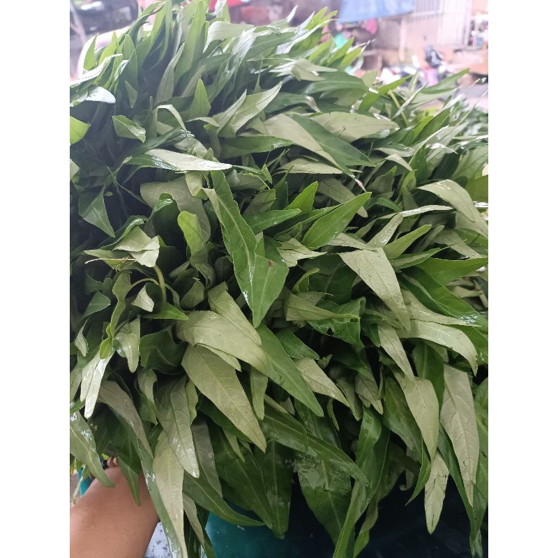 

Kangkung fresh dan segar 1 iket