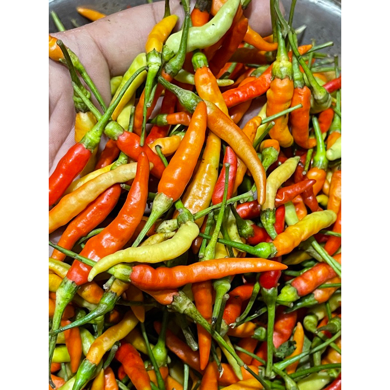 

cabe setan/cabe kecil/cabe murah/cabe Cangkring/cabe bagus cabe kecil 1kg