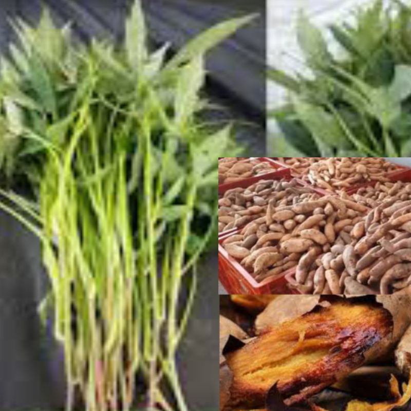 Bibit Ubi jalar Cilembu / Ubi Madu