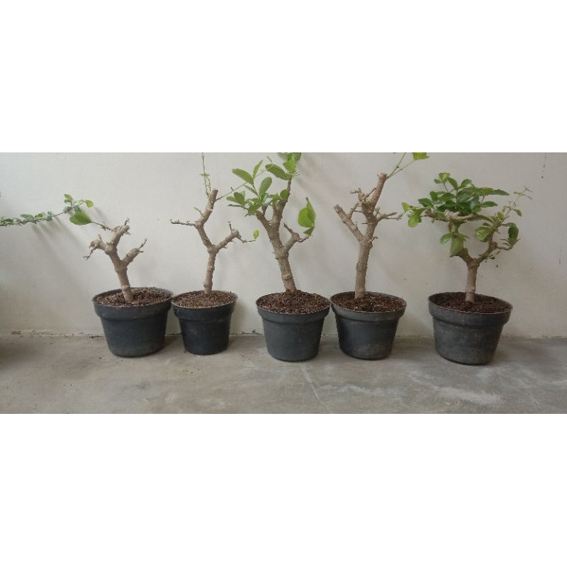 Bahan bonsai mame sianci