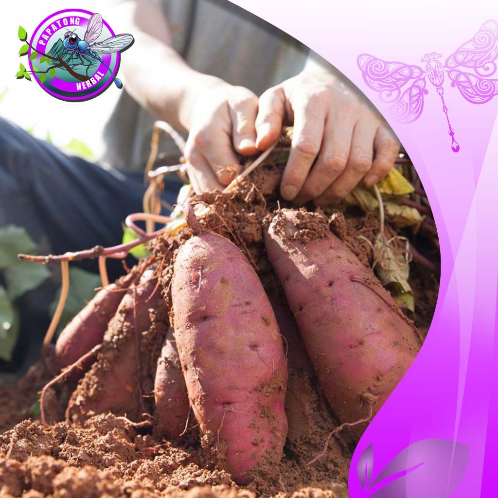 

UBI UNGGU / HUI UNGGU FRESH 5 + 1 KG - PAPATONG HERBAL