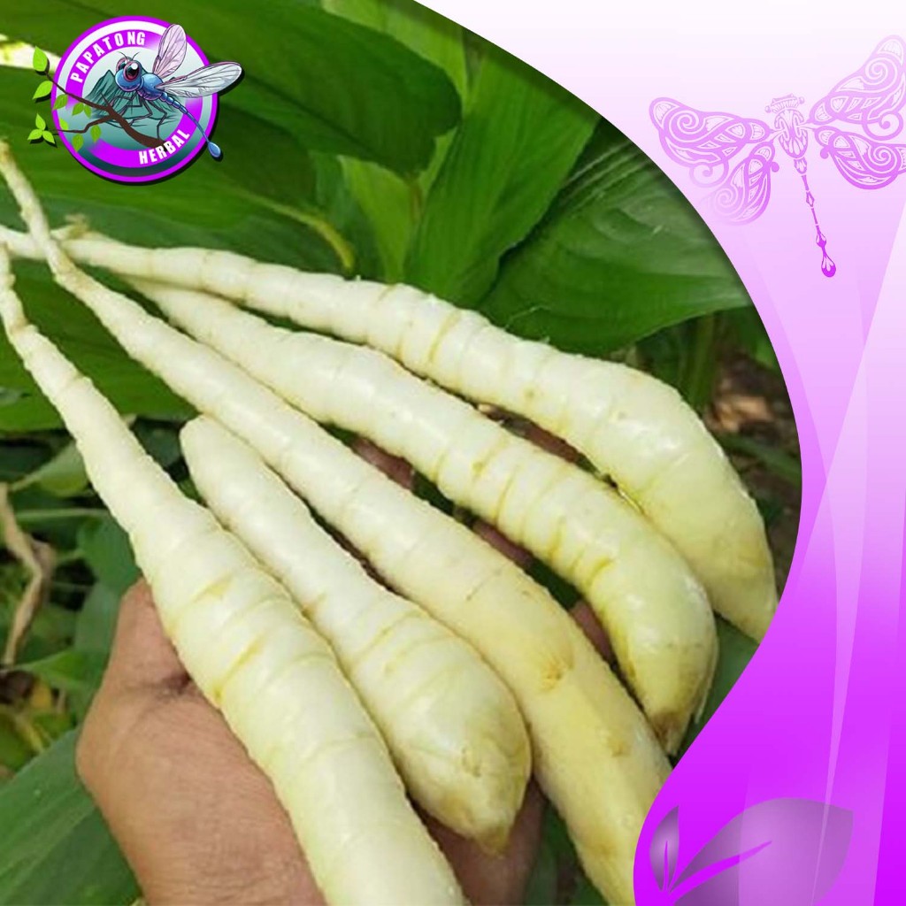 

UMBI GARUT SEGAR 1 KG OBAT ASAM LAMBUNG / UMBI TERIGU FRESH - PAPATONG HERBAL