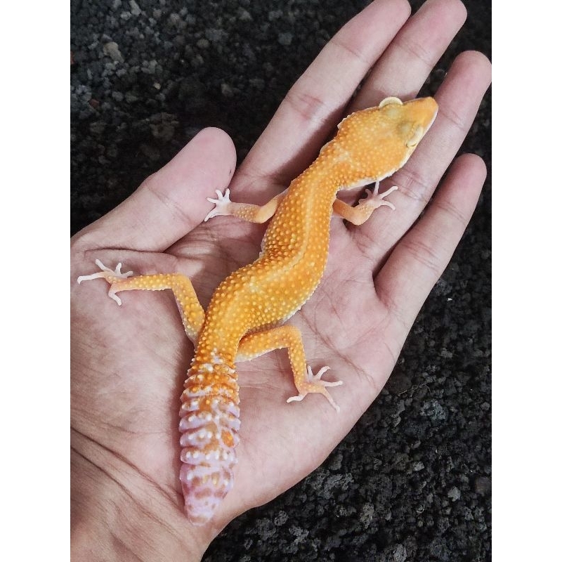 Mainan gecko real pict BETINA PROVEN Sunglow het Blizzard Eclipse (Baca Deskripsi)