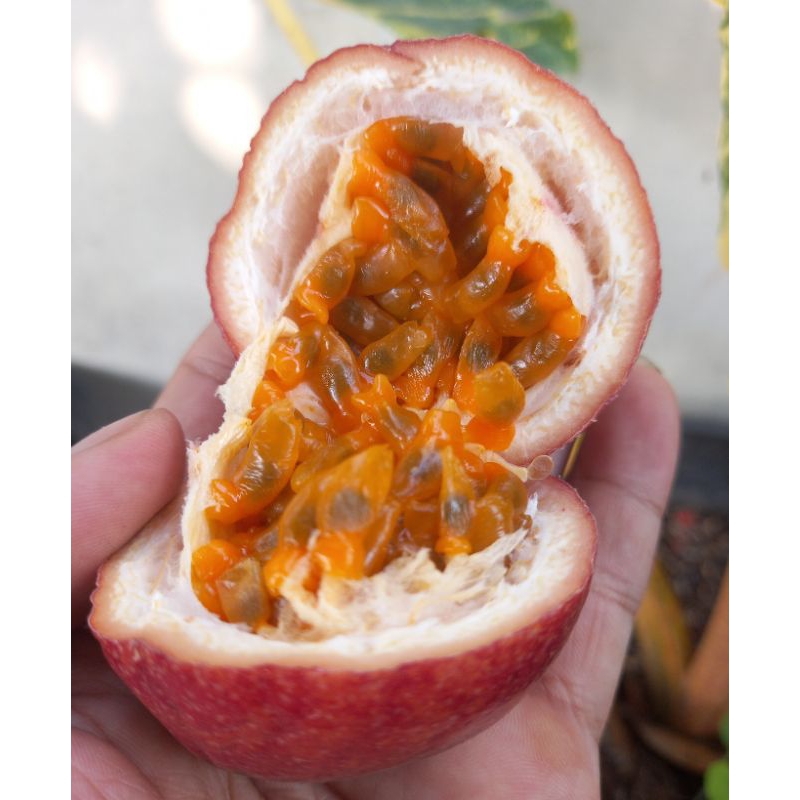 

Buah Markisa Madu Orange [Markisa Manis]