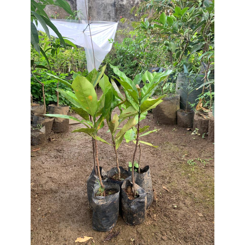 Bibit Pohon KOPI LIBERIKA Super Unggul Asli | Cepat Berbuah