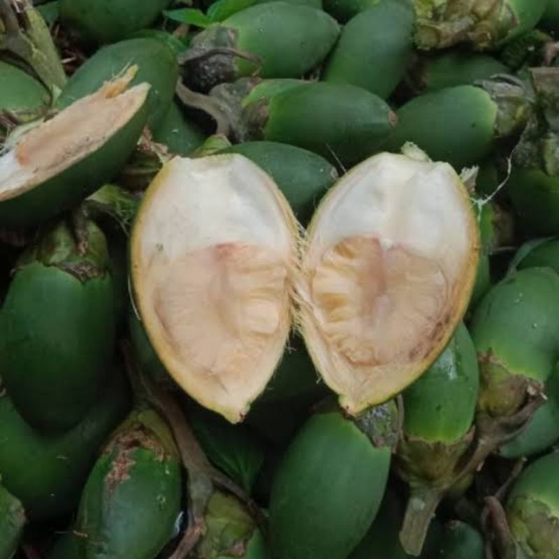 

Buah pinang muda 1kg
