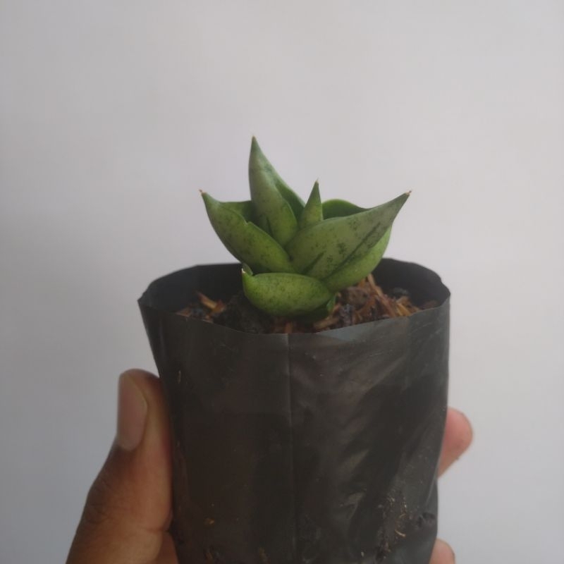 sansevieria BNC boncel new clone