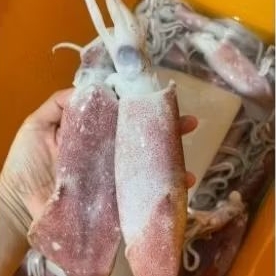 

CUMI SUPER SIZE BESAR